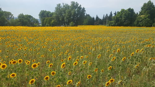 Sunflowers growing in field