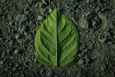 High angle view of plant growing on field