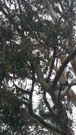 Low angle view of trees