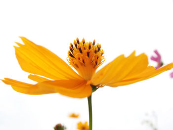 Close-up of yellow flower against white background