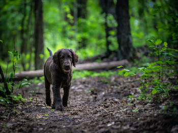 Portrait of dog in forest