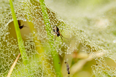 Close-up of insect on plant