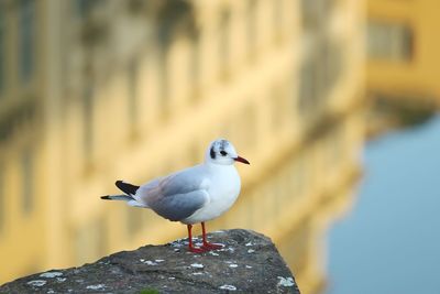 Close-up of seagull perching on wooden post