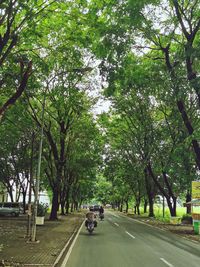 Cars on road amidst trees in city