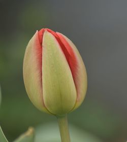 Close-up of lotus bud