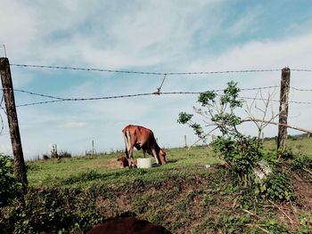 Cow grazing on field against sky