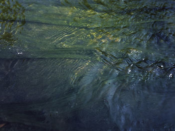 Trees in water