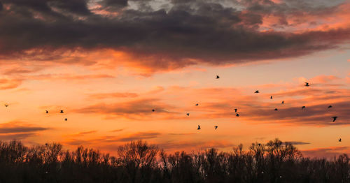 Silhouette birds flying against orange sky