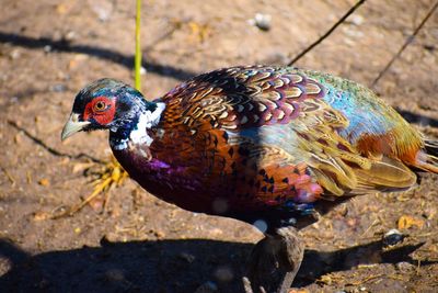 Ringneck pheasant