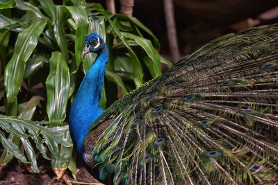 Close-up of peacock