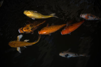 Fish swimming in a sea