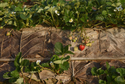 Close-up of fruit growing on plant