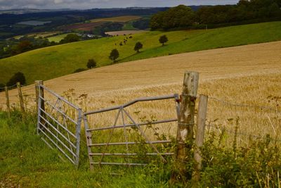 Scenic view of agricultural field