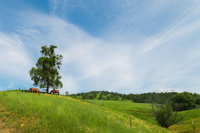 Scenic view of land against sky