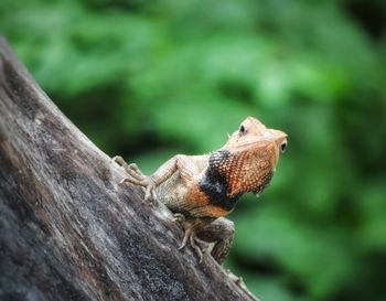 Close-up of a lizard on rock