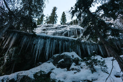 Snow covered land by trees in forest