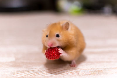 Close-up of stuffed eating food