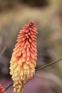 Close-up of red flowering plant