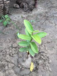 High angle view of small plant growing on field