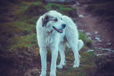 Portrait of dog standing on field