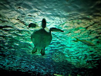 Low angle view of fish swimming in aquarium