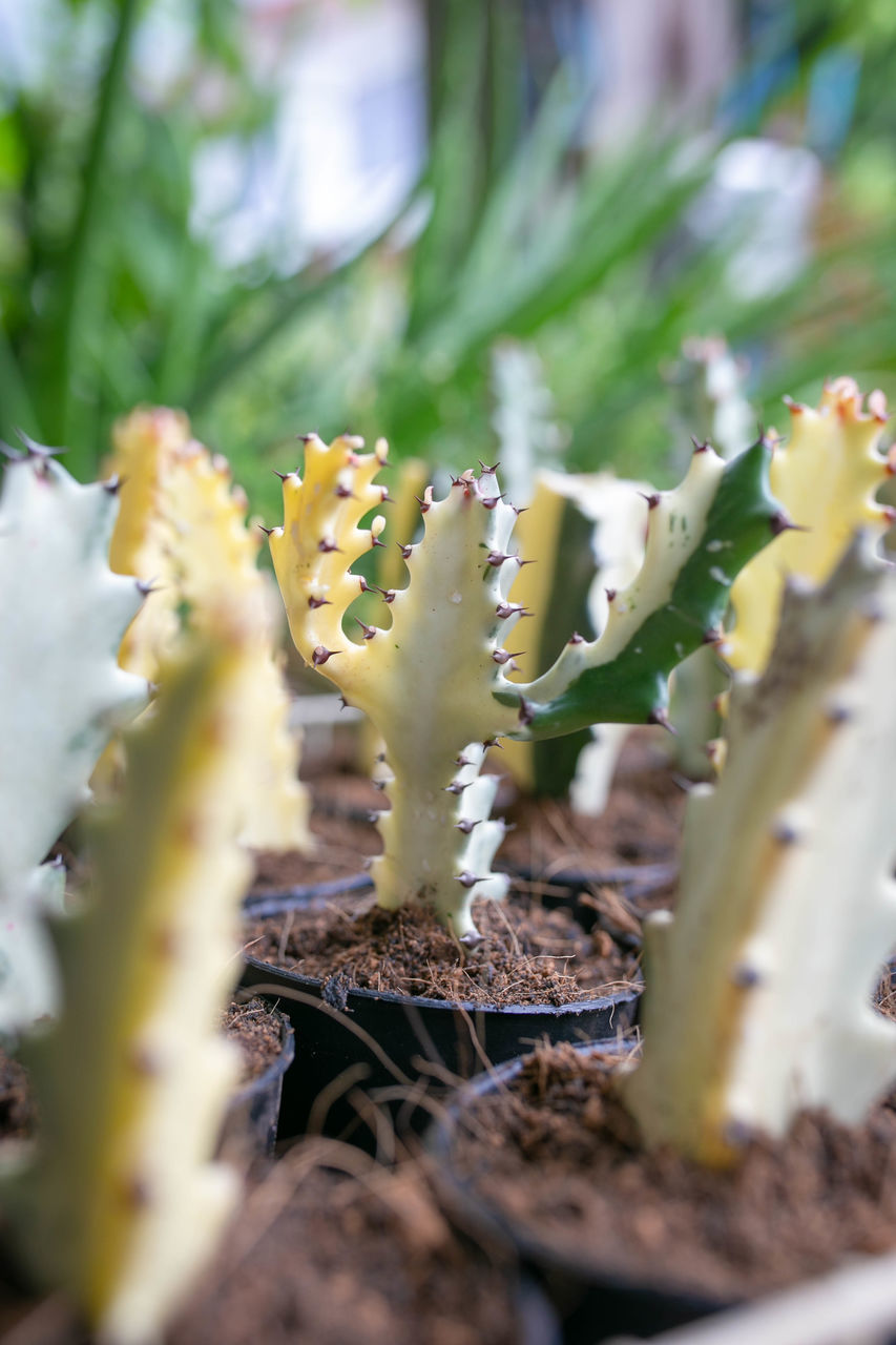 CLOSE-UP OF SUCCULENT PLANT ON STEM