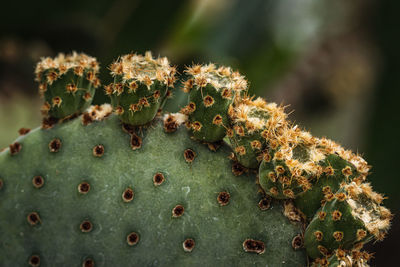 Close-up of prickly pear cactus