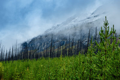 Scenic view of pine trees against sky