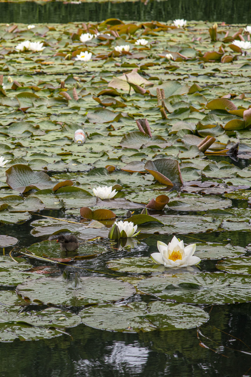 WATER LILY IN LAKE