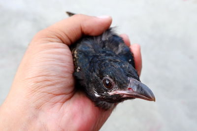 Close-up of a hand holding bird