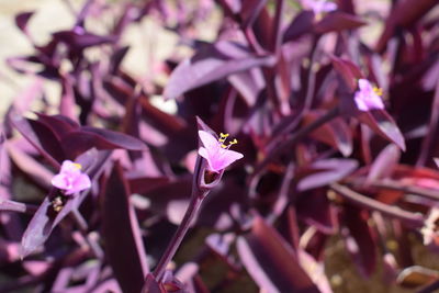 Close-up of honey bee on purple flowers