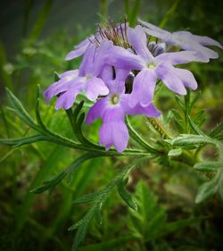 Close-up of purple flowers blooming outdoors