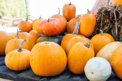 Pumpkins and various squashes on the farmers market, festival. autumn harvest.
