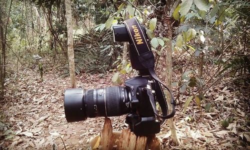 Woman photographing on field in forest