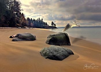 View of birds on beach