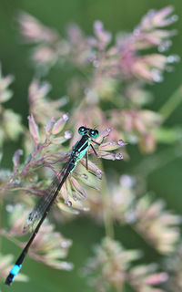 Close-up of insect on flower