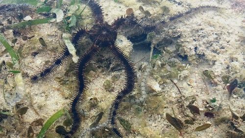 High angle view of starfish on beach