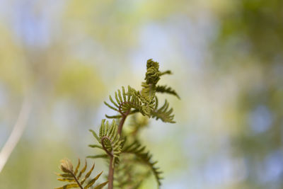 Close-up of lizard on plant