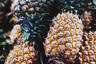 Close-up of fruit growing on plant