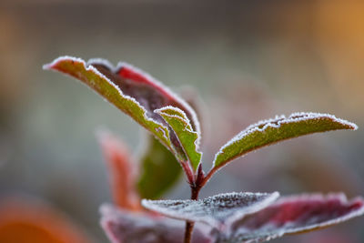 Beautiful red aronia leaves with a frosty edge. morning scenery in the garden. 