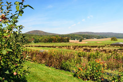 Scenic view of field against blue sky