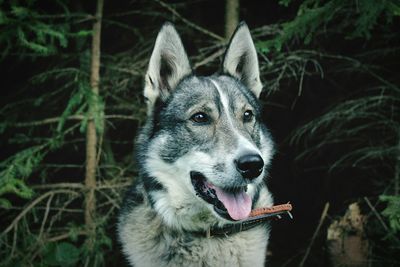 Close-up of dog on grass