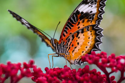 Close-up of butterfly pollinating on flower