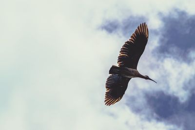 Low angle view of bird flying against sky