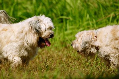 Sheep grazing on grassy field