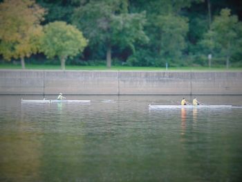 Swan swimming on lake