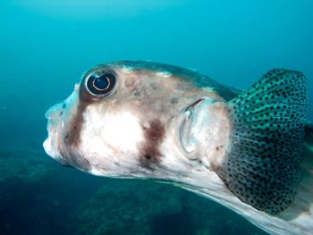 Close-up of fish swimming in sea