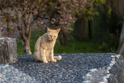 Portrait of cat sitting on rock