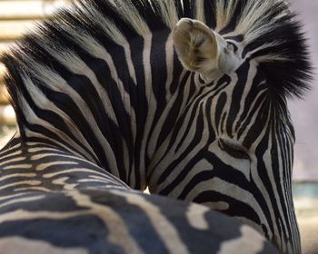 Close-up of zebra