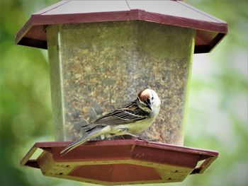 Close-up of bird perching on feeder